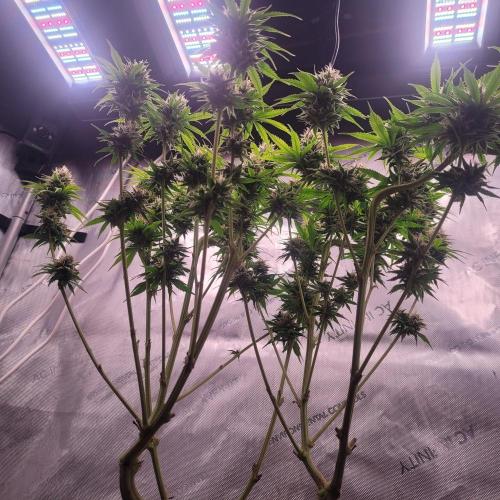 Sensi Seeds Northern Lights Photoperiod. Week 13