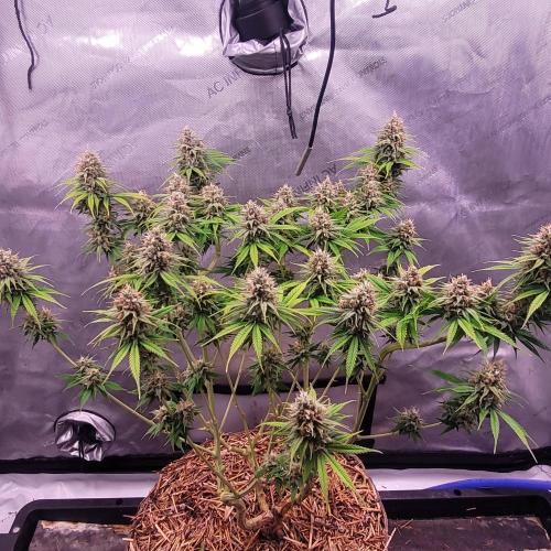 Sensi Seeds Northern Lights Photoperiod. Week 13