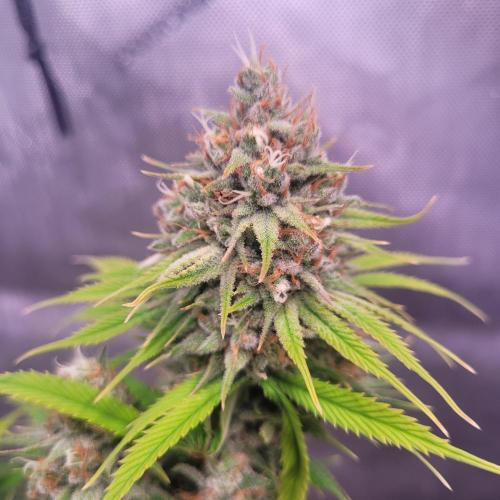 Sensi Seeds Northern Lights Photoperiod. Week 14