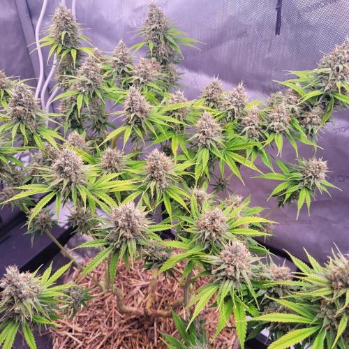 Sensi Seeds Northern Lights Photoperiod. Week 14