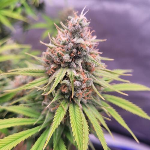 Sensi Seeds Northern Lights Photoperiod. Week 14