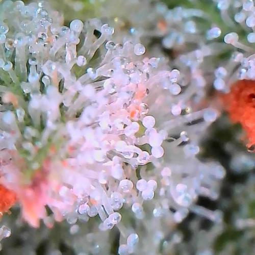 Sensi Seeds Northern Lights Photoperiod. Week 14