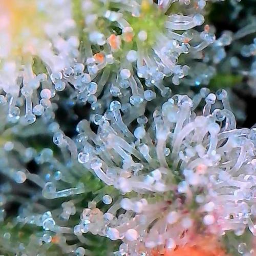 Sensi Seeds Northern Lights Photoperiod. Week 14