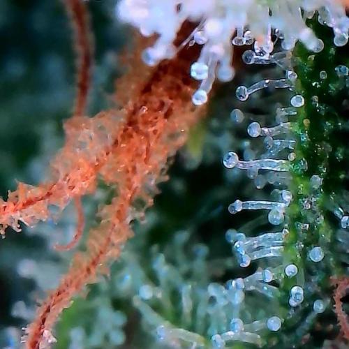 Sensi Seeds Northern Lights Photoperiod. Week 14