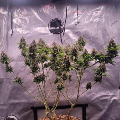 Sensi Seeds Northern Lights Photoperiod. Week 14