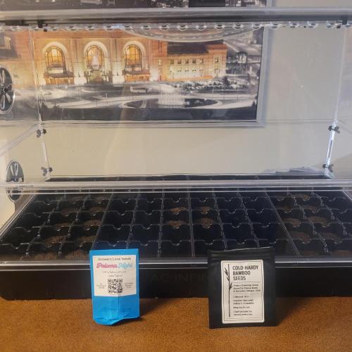 Paloma Night. Week 0