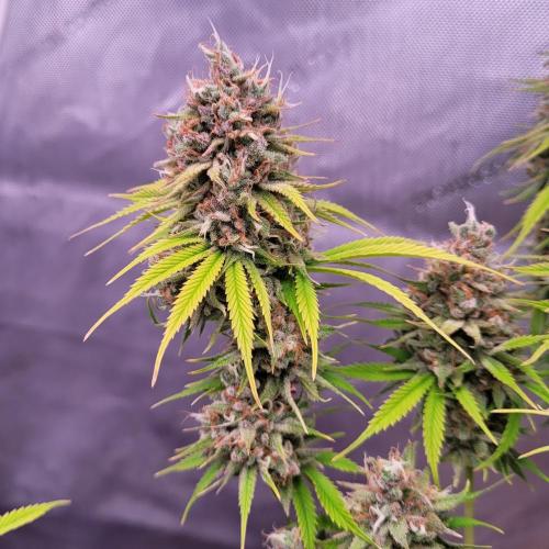 Sensi Seeds Northern Lights Photoperiod. Week 15