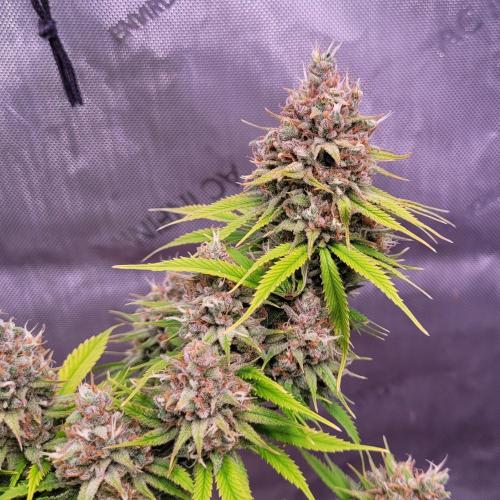 Sensi Seeds Northern Lights Photoperiod. Week 15