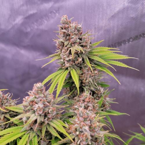 Sensi Seeds Northern Lights Photoperiod. Week 15