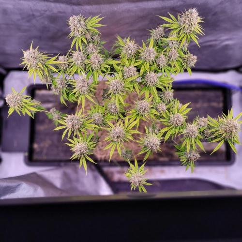 Sensi Seeds Northern Lights Photoperiod. Week 15