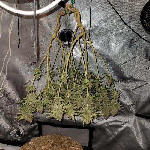 Sensi Seeds Northern Lights Photoperiod. Week 15