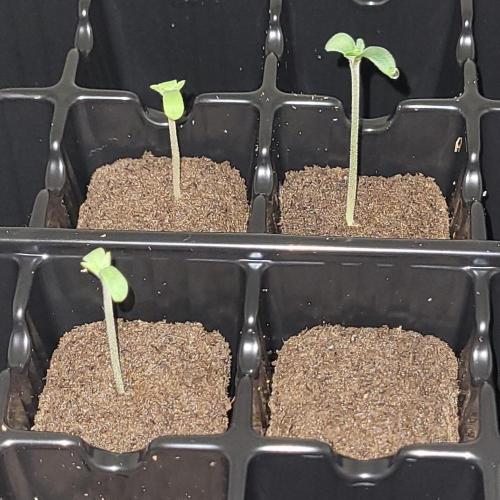 Paloma Night. Week 0 - 3 of 4 seeds have popped.  Will wait another 24hrs before discarding the 4th