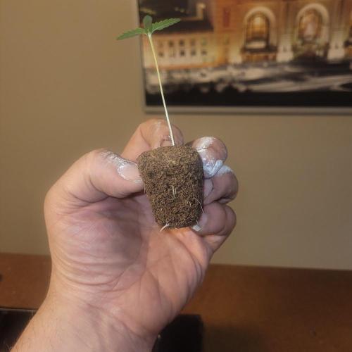 Paloma Night. Week 1