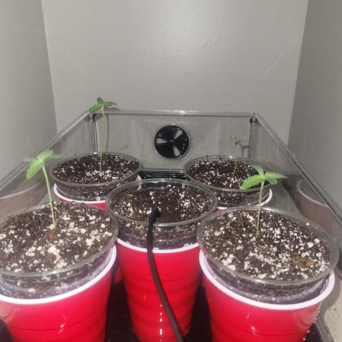 Paloma Night. Week 1