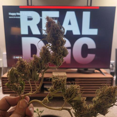 Sensi Seeds Northern Lights Photoperiod. Week 16