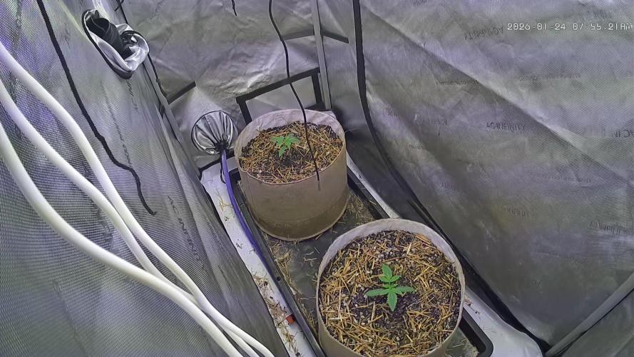 Paloma Night. Week 2