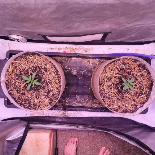 Paloma Night. Week 2