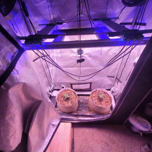 Paloma Night. Week 2