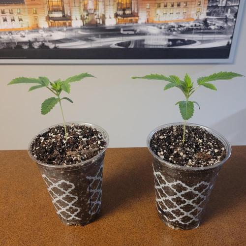 Paloma Night. Week 2