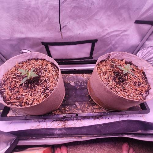 Paloma Night. Week 2