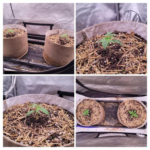 Paloma Night. Week 2