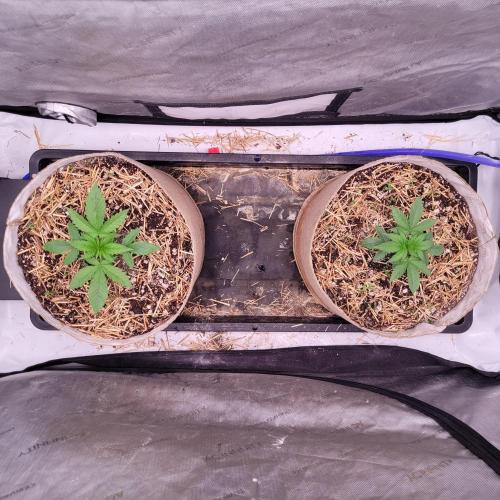 Paloma Night. Week 3