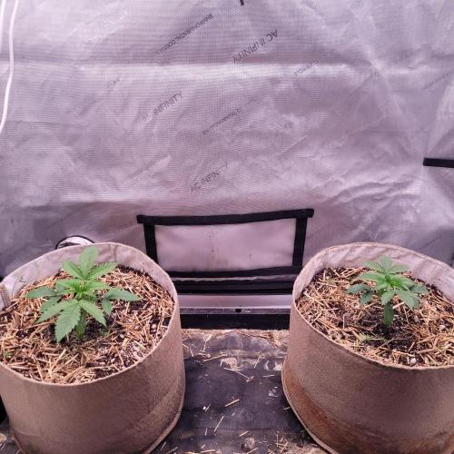 Paloma Night. Week 3