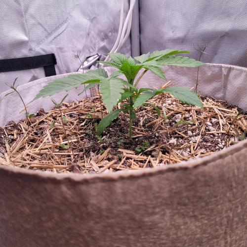 Paloma Night. Week 3