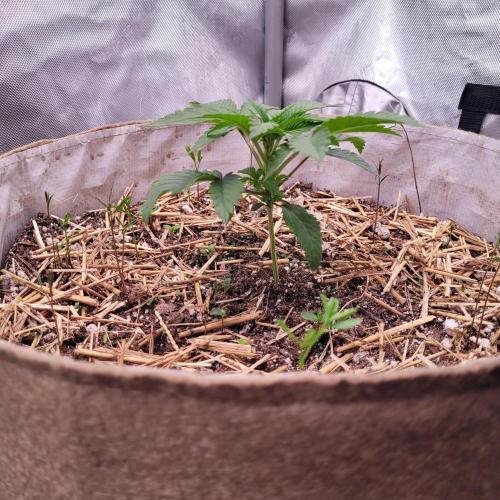 Paloma Night. Week 3