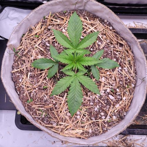 Paloma Night. Week 3