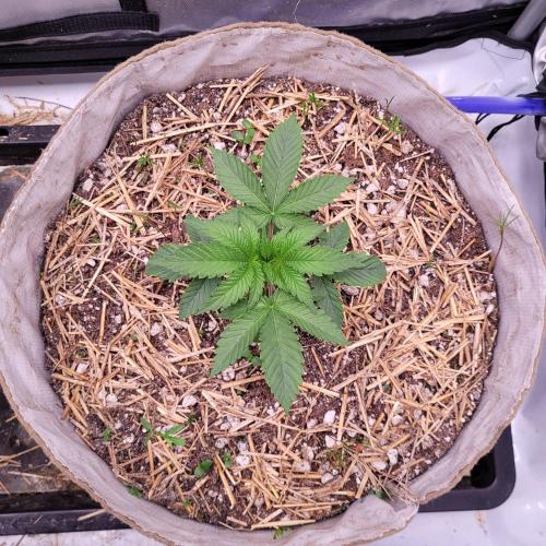 Paloma Night. Week 3