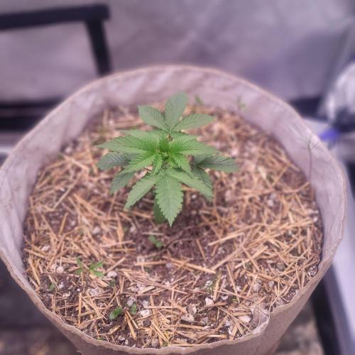 Paloma Night. Week 3