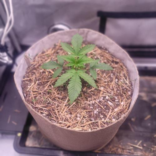 Paloma Night. Week 3