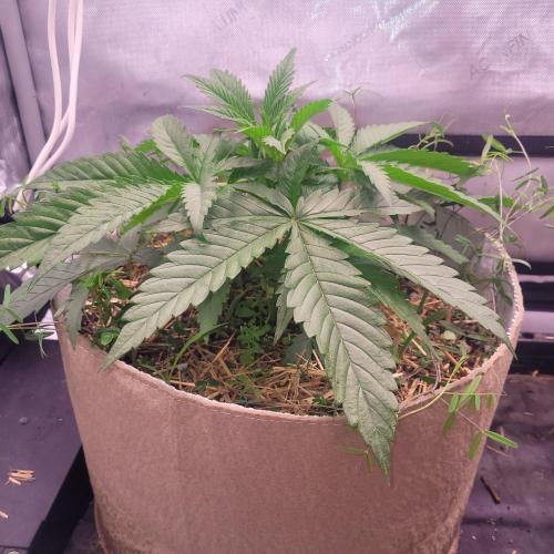 Paloma Night. Week 4