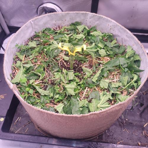 Paloma Night. Week 4