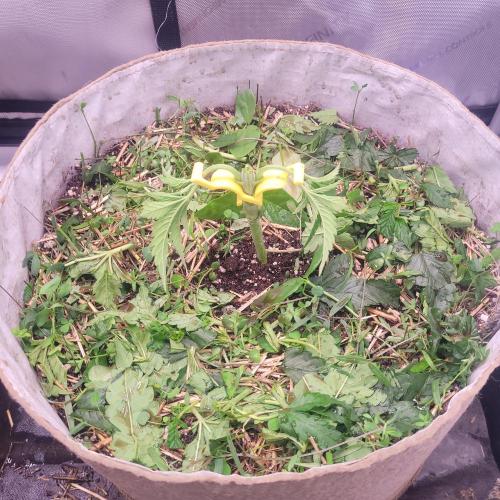 Paloma Night. Week 4