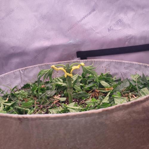 Paloma Night. Week 4