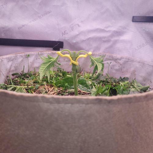 Paloma Night. Week 4