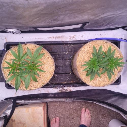 Paloma Night. Week 5