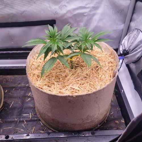 Paloma Night. Week 5