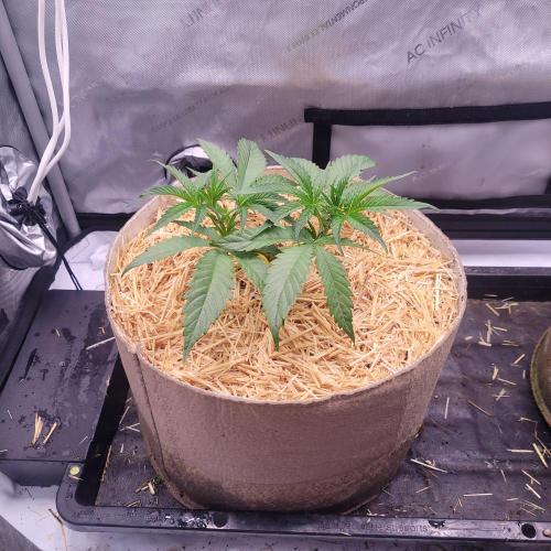 Paloma Night. Week 5