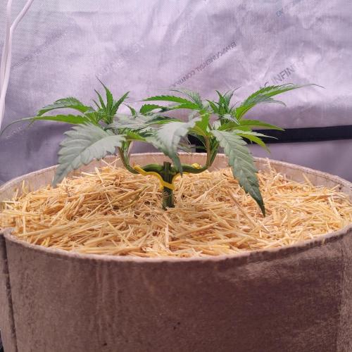 Paloma Night. Week 5