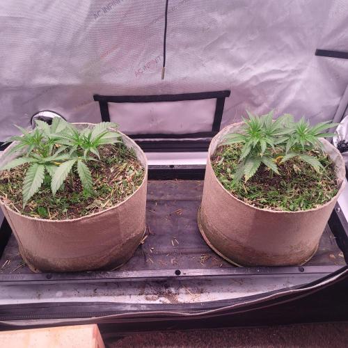 Paloma Night. Week 5