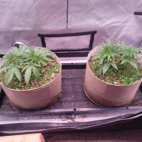 Paloma Night. Week 5