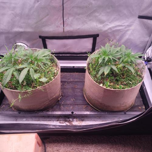 Paloma Night. Week 5