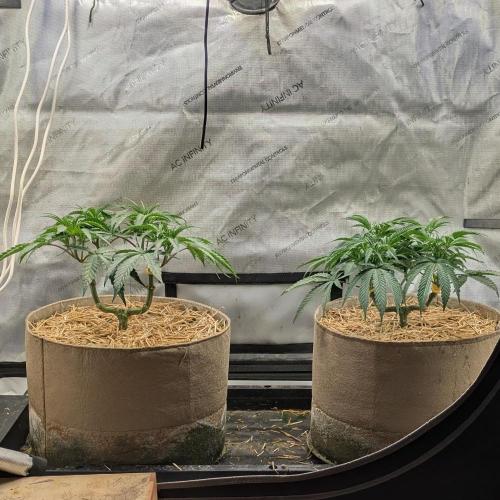 Paloma Night. Week 7