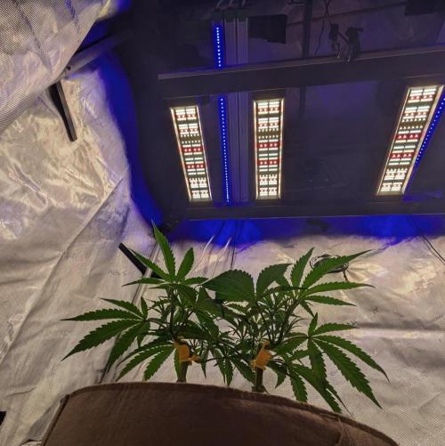 Paloma Night. Week 7