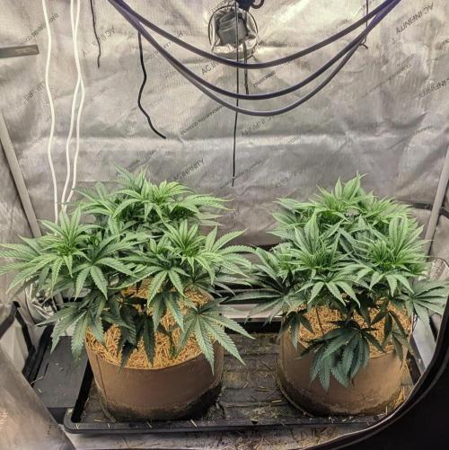 Paloma Night. Week 8