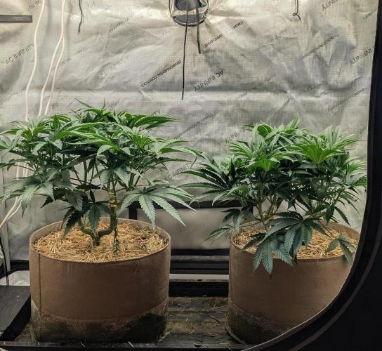 Paloma Night. Week 8