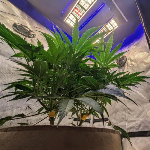 Paloma Night. Week 8